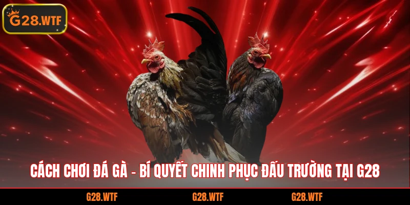 cách chơi đá gà
