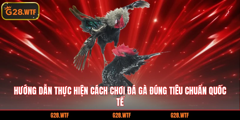 Hướng dẫn thực hiện cách chơi đá gà đúng tiêu chuẩn quốc tế