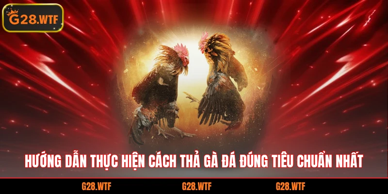 Hướng dẫn thực hiện cách thả gà đá đúng tiêu chuẩn nhất